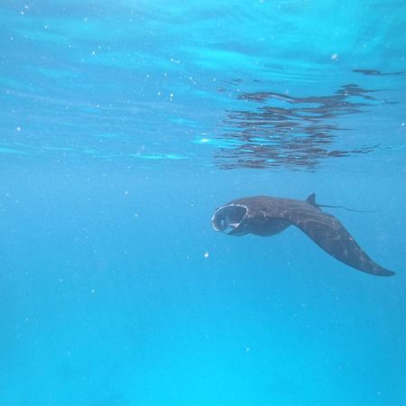 Meos Ambower Homestay Raja Ampat Fam 外观 照片