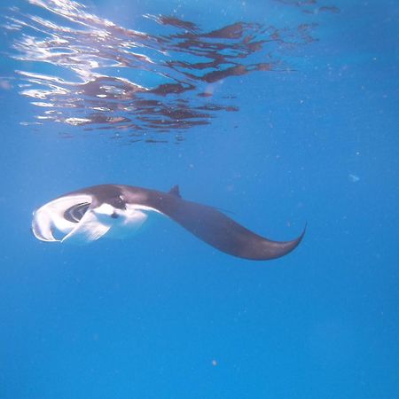 Meos Ambower Homestay Raja Ampat Fam 外观 照片